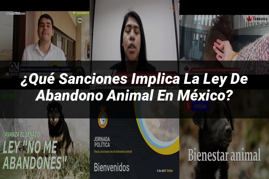 "¿Qué Sanciones Implica la Ley de Abandono Animal en México?"