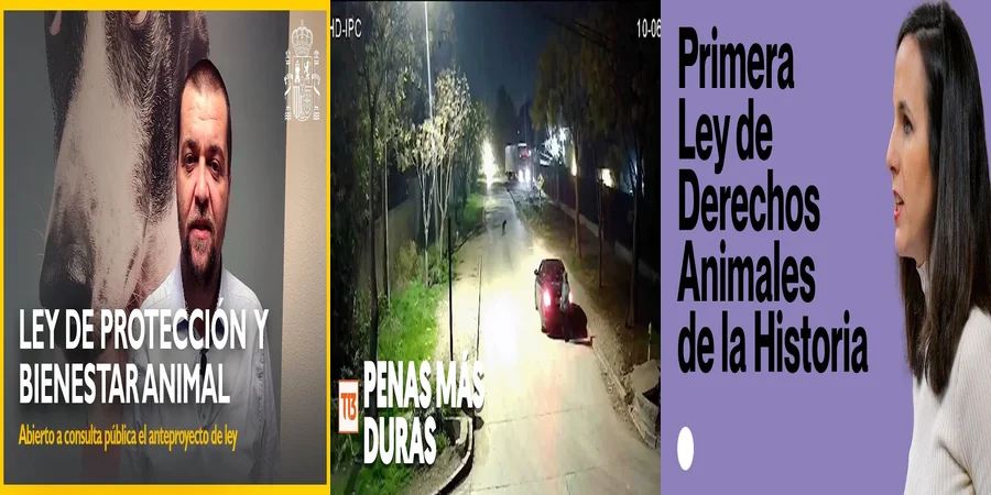 "¿Qué Sanciones Implica la Ley de Abandono Animal en México?"