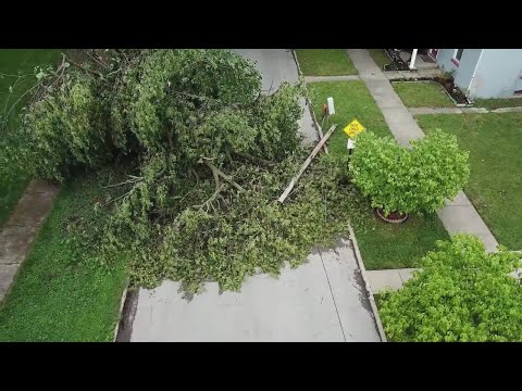 Understanding the Regulations for Overhanging Branches in Property Law
