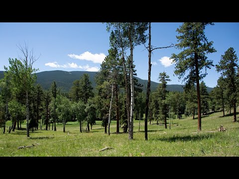 Regulations on Keeping Hedgehogs in Colorado