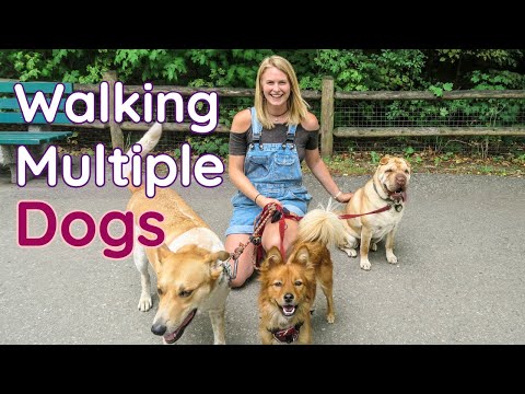 Understanding the Legalities of Walking Multiple Dogs