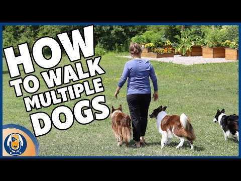 Legal Regulations on Walking Multiple Dogs in the UK: What You Need to Know