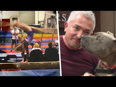 Understanding the legality of smacking dogs in the UK