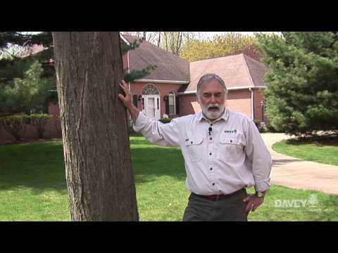Understanding Tree Laws in the United Kingdom: What You Need to Know
