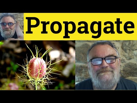 Understanding the Concept of Propagation in Law