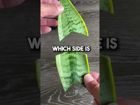 The Legality of Plant Propagation: Understanding the Laws and Regulations