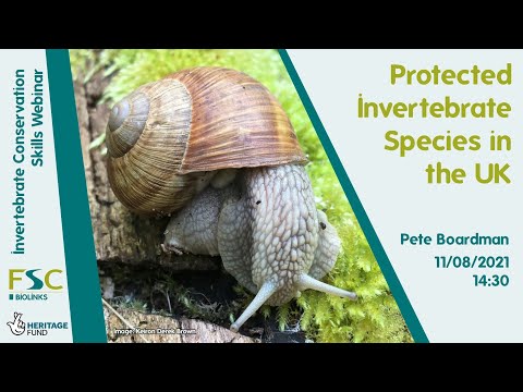 Protected Animals in UK: What You Need to Know