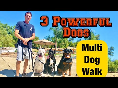 Understanding the legal limits on walking multiple dogs at once
