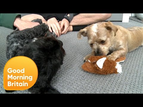 Understanding the Recent Dog Law Changes in England