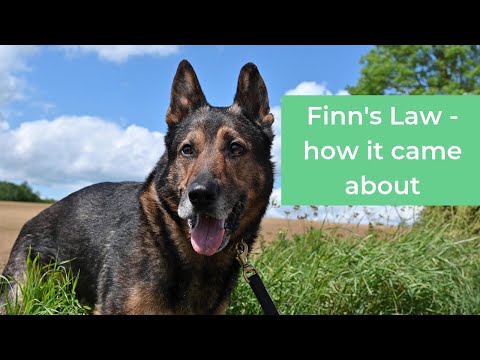 Understanding Finn's Law: Definition, Purpose, and Impact
