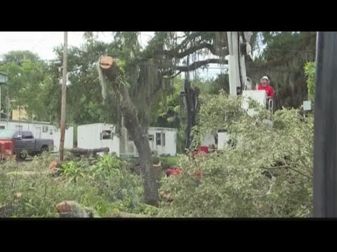 Understanding the Legality of Tree Removal on Public Land
