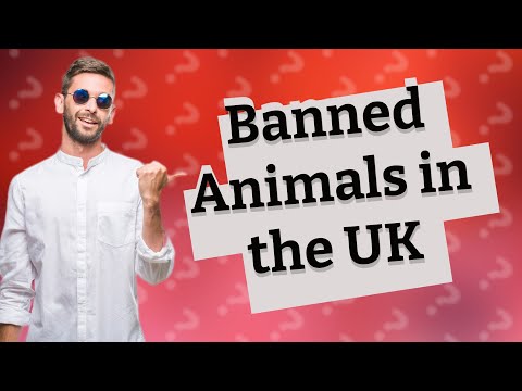 Which Pets Are Illegal in the UK? Uncover the Laws and Regulations