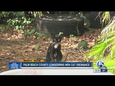 Understanding the Feral Cat Ordinance in Cook County