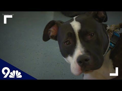 Pitbulls in Denver: Laws and Regulations You Should Know