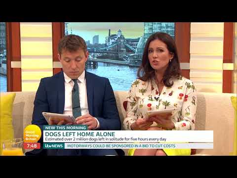 Legal Guidelines on Leaving Dogs Alone in the UK
