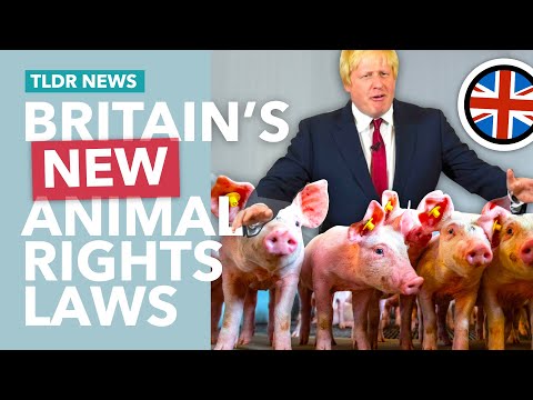 Understanding the recent pet legislation in the UK