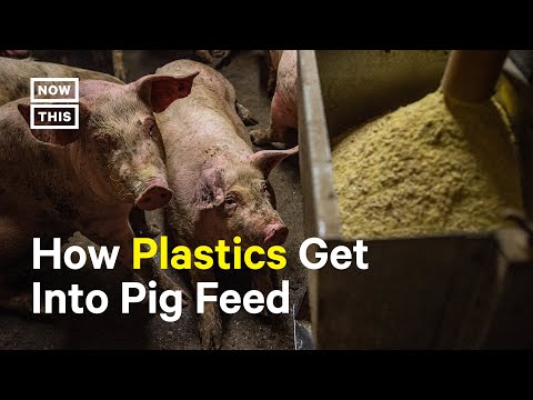 The Legality of Garbage Feeding in the UK