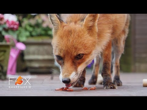 Understanding the Legality of Feeding Foxes in Your Garden