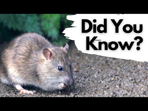 The Legality of Feeding Wild Rats: What You Need to Know
