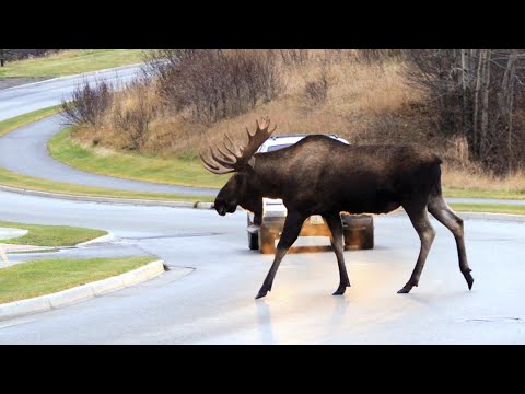 The Legality of Consuming Roadkill in California: What You Need to Know