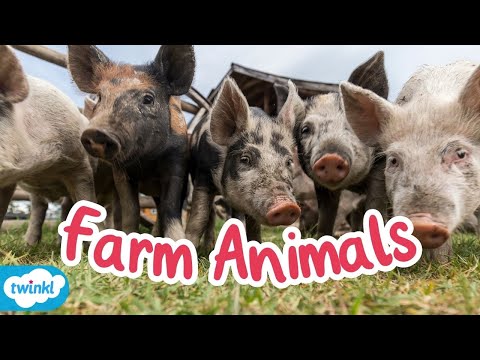 Legislations for Farm Animals in the UK: Everything You Need to Know