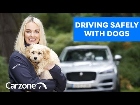 Understanding the Legality of Placing a Dog in the Boot in the UK
