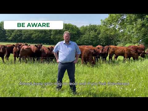 Understanding the Legality of Walking Cows on Public Streets