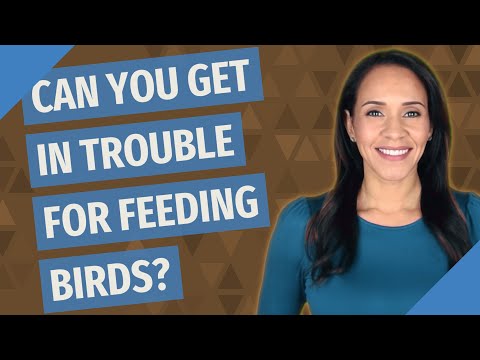 Understanding the Legalities of Feeding Birds in Your Garden
