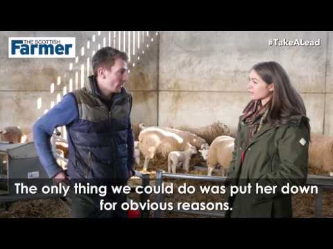 Understanding the Livestock Worrying Law in the UK