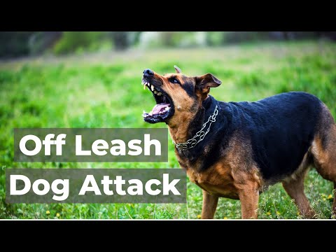 Understanding the laws of having a dog off lead in public areas