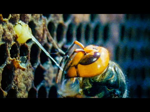 Understanding the legality of destroying a bees nest in the UK
