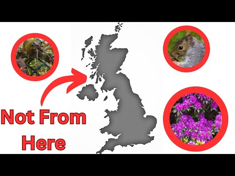 Understanding the Legal Regulations Surrounding Invasive Species in the UK