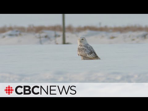 Laws Regarding Relocating Wildlife in California: What You Need to Know