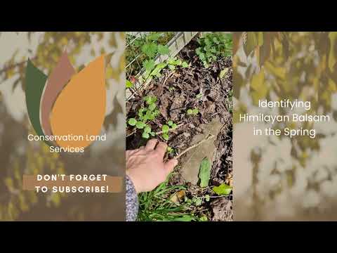 The Legality of Himalayan Balsam in the UK: What You Need to Know