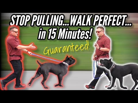 Walking Your Dog Off-Leash on the Road: What You Need to Know