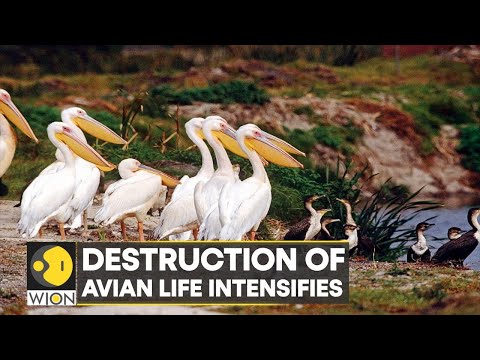 Prohibited Bird Consumption in the UK: Which Species are Off-Limits?