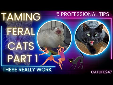 Understanding the Legal Protection of Feral Cats