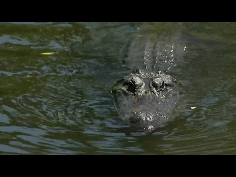 The Legality of Feeding Wildlife in California: What You Need to Know