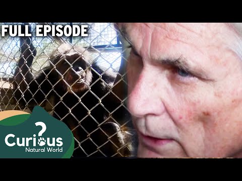 Legally Permitted Animals for Ownership in the UK