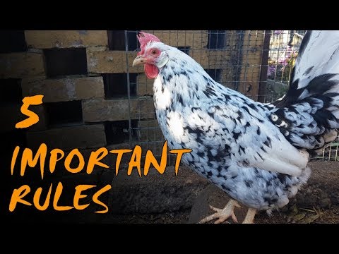 Understanding the latest regulations for chickens in the UK