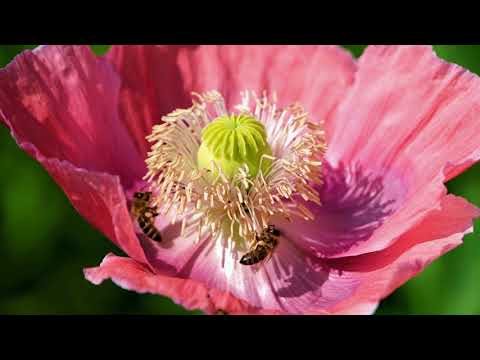 Understanding the Legality of Picking Poppies in the UK