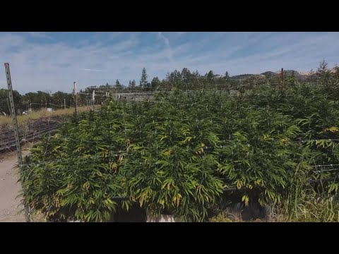 Understanding the Sonoma Williamson Act and Its Impact on County Regulations