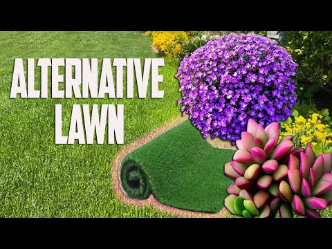 Optimal Lawn Options with Minimal Maintenance