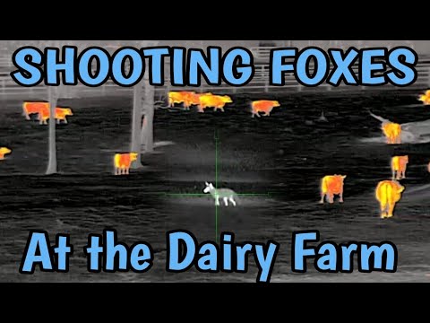 Understanding the legality of shooting foxes in your UK garden