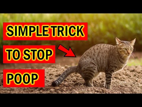 Ways to Prevent Cats from Entering Your Garden Legally