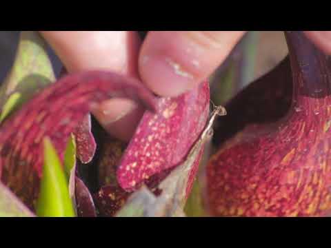 The Legality of Skunk Cabbage: Explained