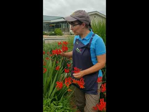 Understanding the Legality of Crocosmia