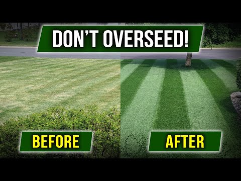 Westland Safe Lawn: Grass Seed Inclusion Inquiry Answered