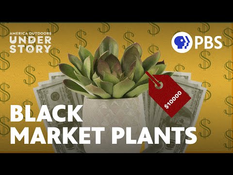 The Risks Associated with Growing Forbidden Plants