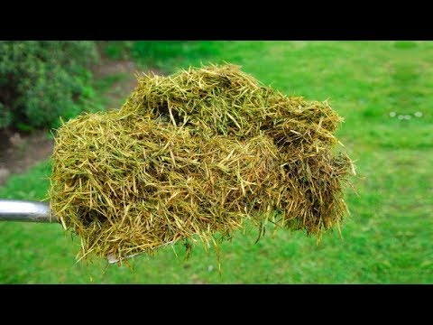 Understanding the Laws Surrounding Grass Clipping Disposal